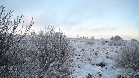 camera motion behind frozen bush in beautiful winter landscape scene