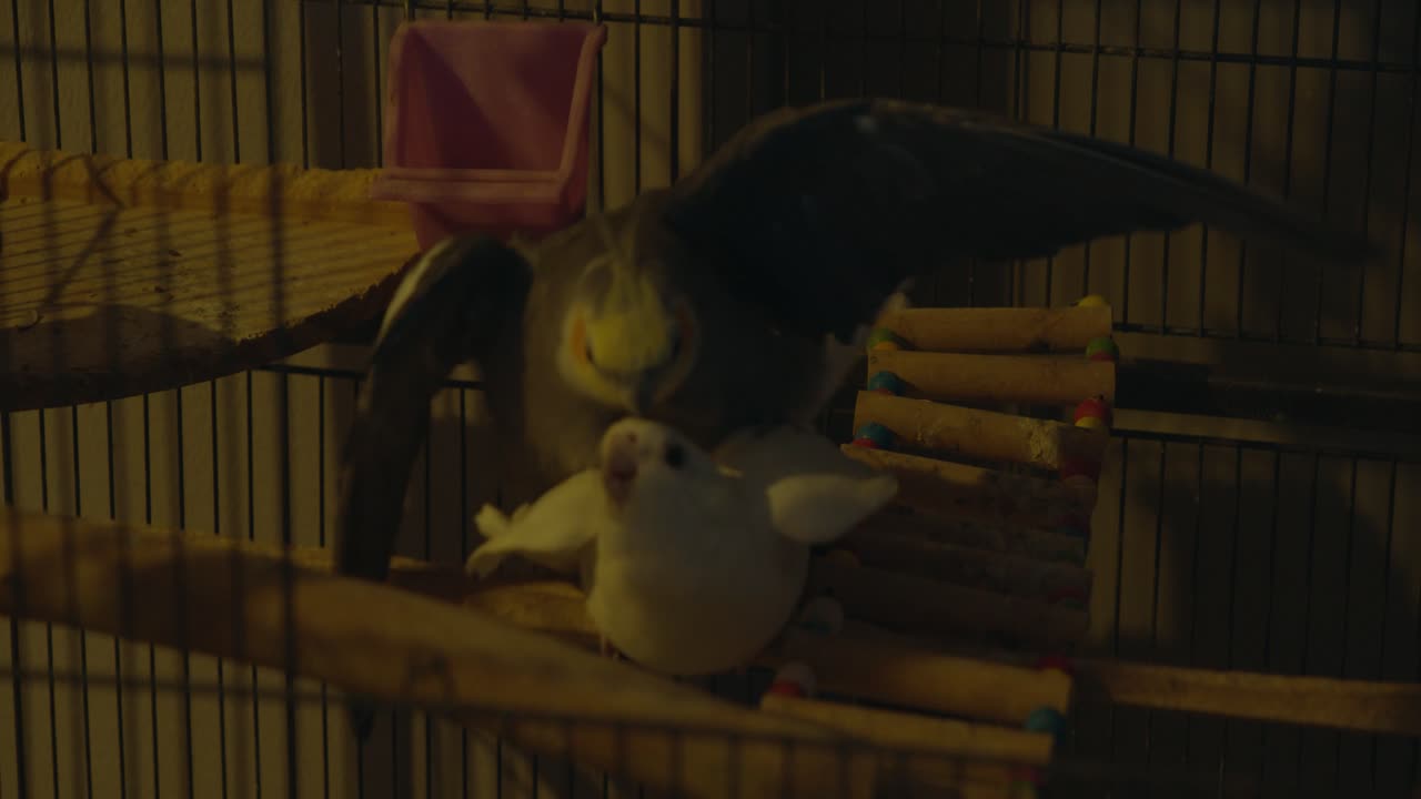 cacatúas apareándose en la jaula y esperando nuevos bebés pronto