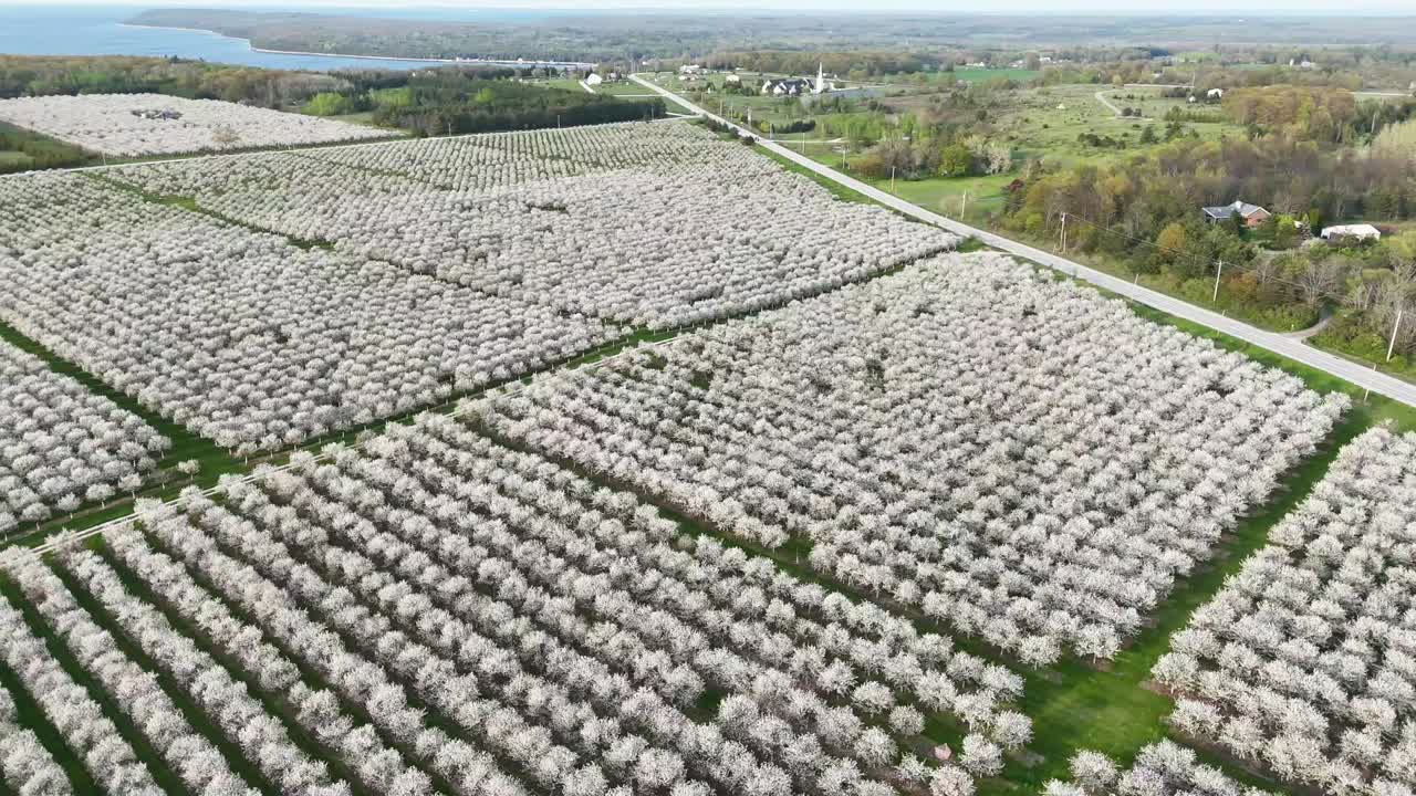 los huertos de cerezos en el condado de door, wisconsin están en plena floración en la primavera de cada año.