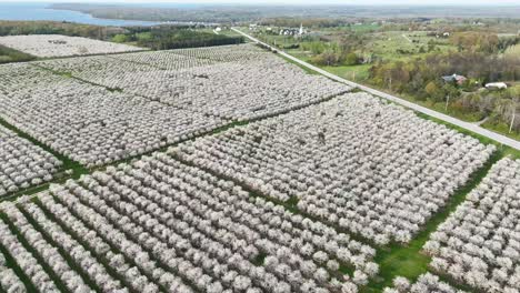 Los-Huertos-De-Cerezos-En-El-Condado-De-Door,-Wisconsin,-Están-En-Plena-Floración-En-La-Primavera-De-Cada-Año.