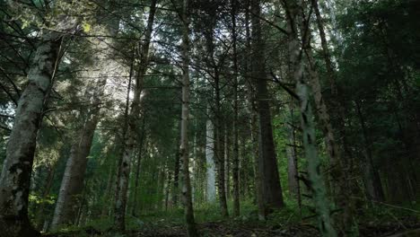 Trucking-shot-in-a-forest-at-low-sun-position,-while-the-sun-shines-through-between-the-branches