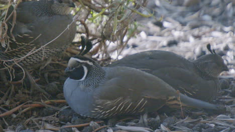 california family of quail sleping under a bush slow motion