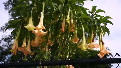 hanging orange lily flowers getting ready to bloom in garden