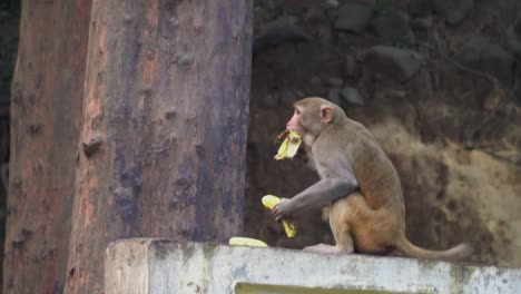 view of a monkey busy eating banana and jumping on a tree with food in his mouth