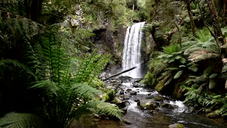 hopetoun falls and a large man fern close up near the great ocean road in victoria