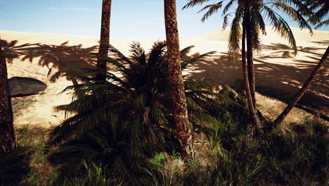 oasis en las dunas del desierto marroquí