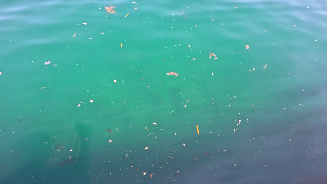 초록색 물 표면에 떠다니는 잔해