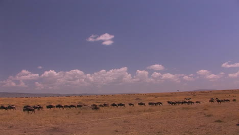 a herd of wildebeest cross an open grassland