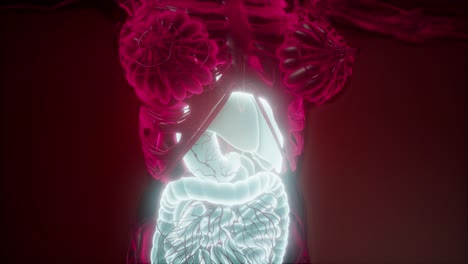 human body with visible digestive system