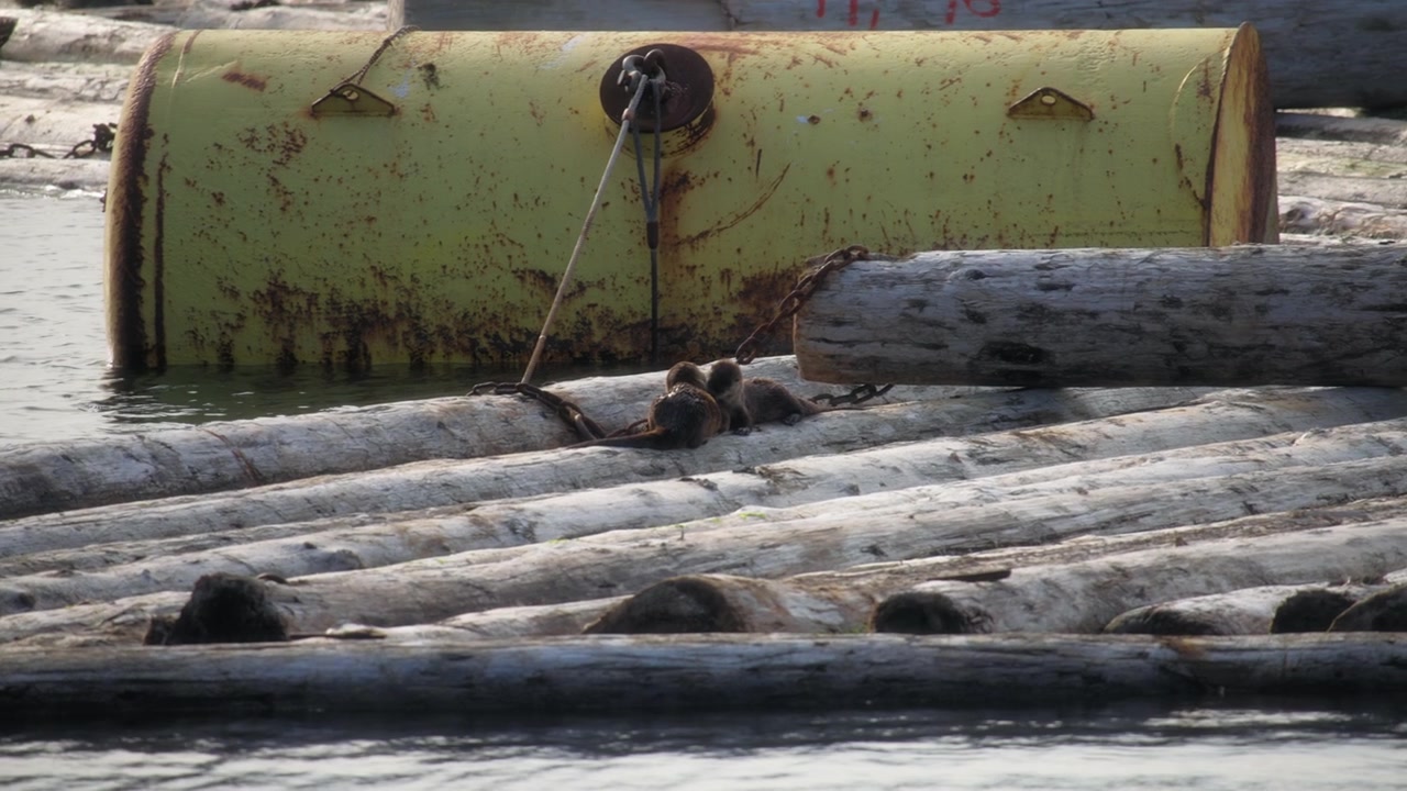 Due lontre di fiume su un mucchio di tronchi di legno nell'acqua