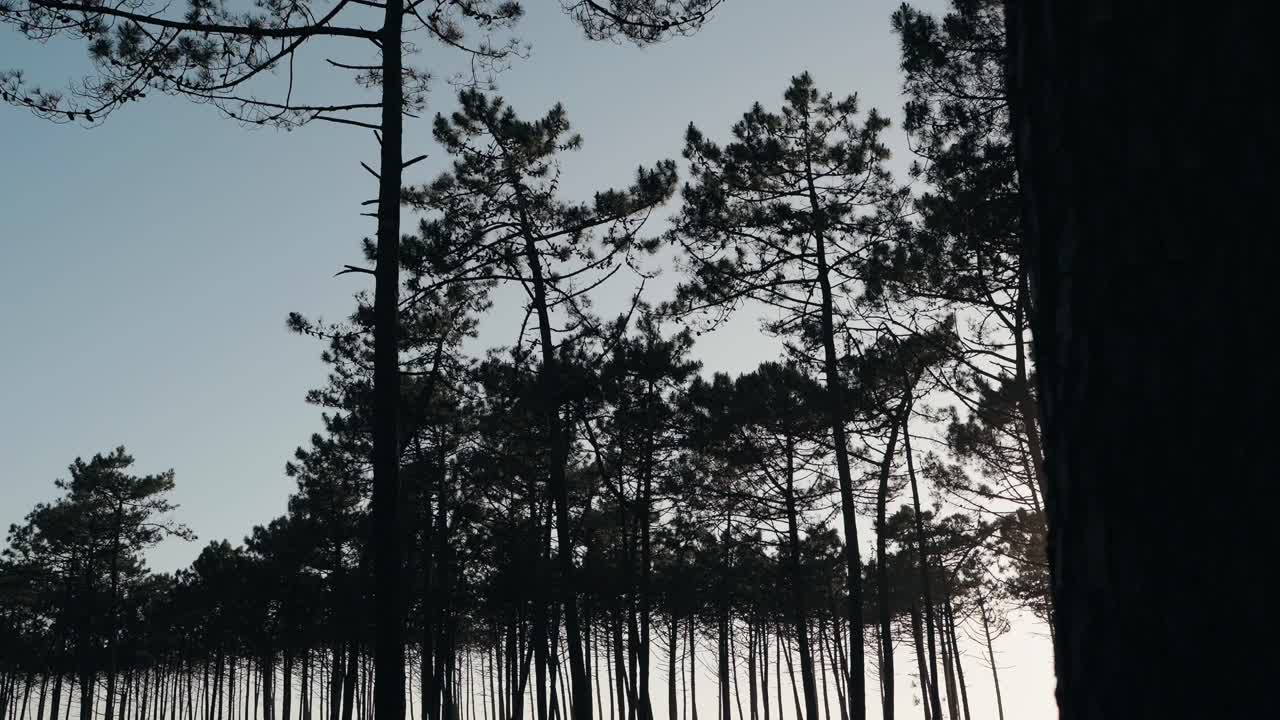 dense pine trees backlit by fading sunlight in peaceful natural setting