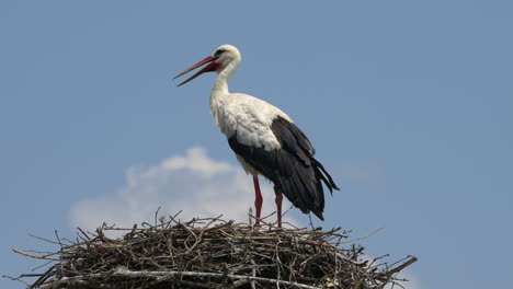 majestic stork resting nest during windy day and blue sky in background,close up - observing area and hunting