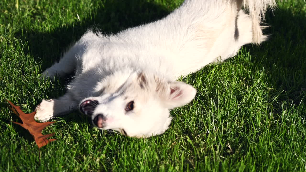 A playful puppy rolls happily on soft green grass while sunbathing. The pup enjoys the warm weather, playfully kicking its legs and lounging in the sun