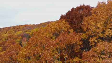 Bosque-Otoñal-Con-Hojas-De-Color-Naranja-Brillante-Y-Amarillo-En-El-Parque-Estatal-Devil&#39;s-Den,-Arkansas,-EE.UU.---Disparo-Aéreo-De-Drones