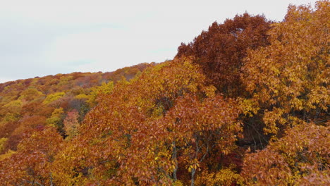 autumn forest with bright orange and yellow leaves in devil's den state park, arkansas, usa - aerial drone shot
