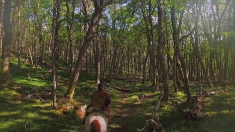 man rides a horse through a mossy forest