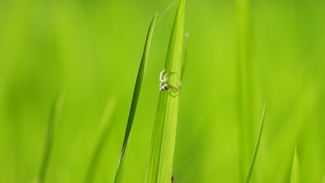 hacer una telaraña en el hogar