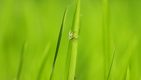 spider making home - web