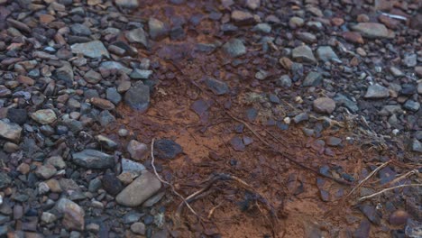 stones in padure with water dripping from a pipe - romania