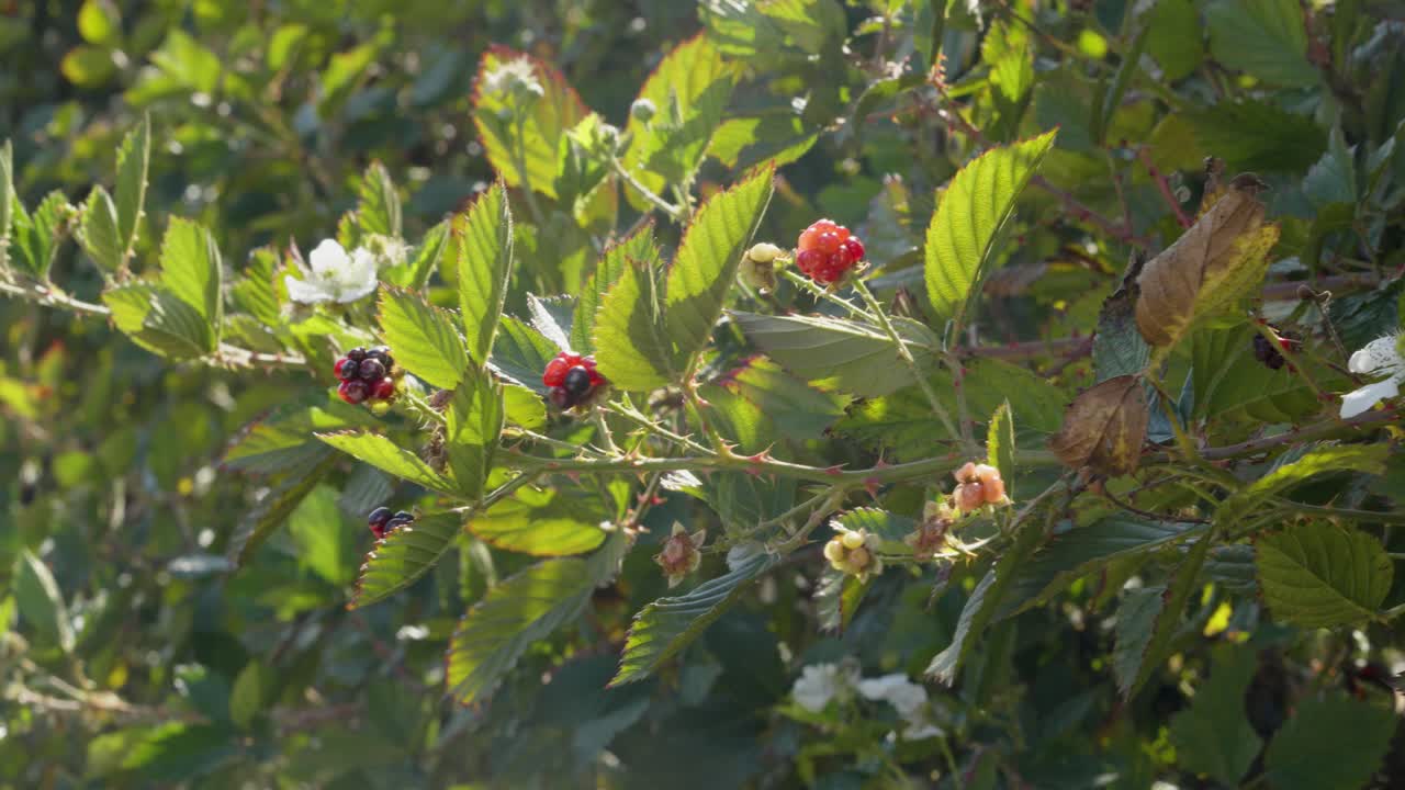Closeup of blackberry bush in mountainous area of ​​Honduras