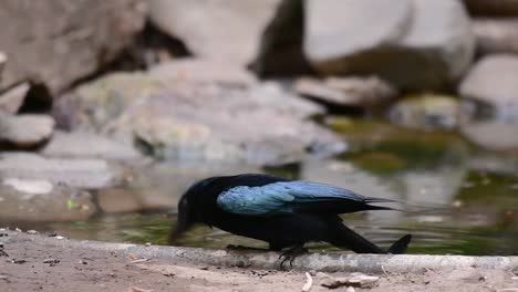 El-Drongo-Con-Cresta-De-Pelo-O-Es-Un-Ave-En-Asia-De-La-Familia-Dicruridae-Que-Era-Conespecífico-Con-Dicrurus-Bracteatus-O-Drongo-Con-Lentejuelas-En-El-Que-Puede-Ser-Difícil-Diferenciar-Entre-Sí