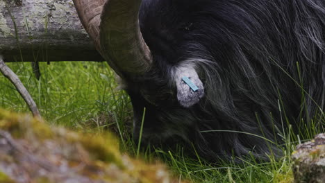 domestic furry gray goat  eating some grass. slowmotion