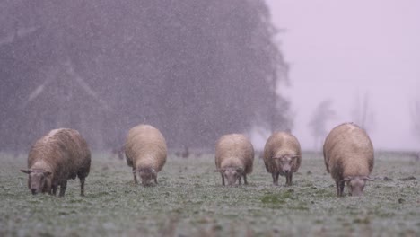 primer plano estático de un pequeño rebaño de ovejas pastando en la hierba verde en medio de una fuerte tormenta de nieve, cámara lenta