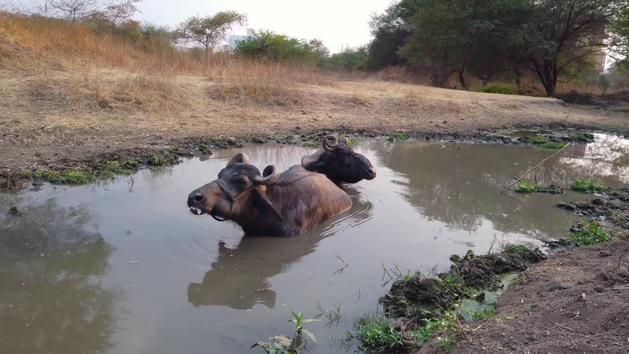vacas bañándose en un pequeño estanque al atardecer
