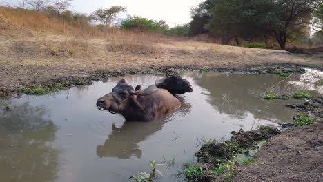 Vacas-Bañándose-En-Un-Pequeño-Estanque-Al-Atardecer