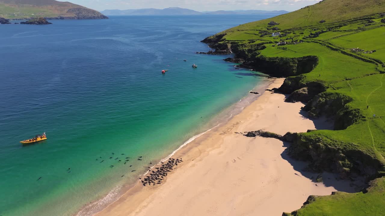 Seals chilling out in Blasket Islands 4K Cinematic Drone Footage - Dingle Co.Kerry - Ireland 05.19