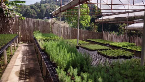 rows of young plants in a greenhouse nursery