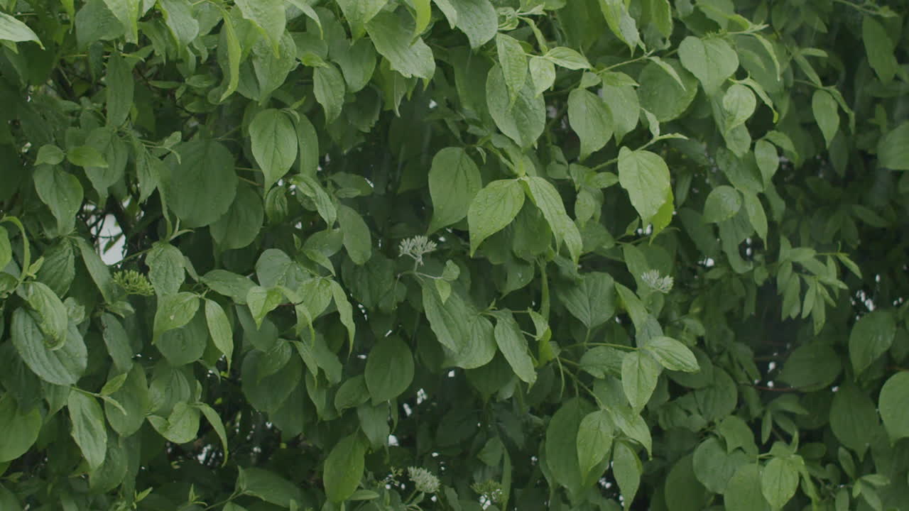 toma amplia de setos en un día lluvioso de primavera