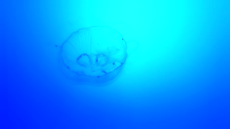 stunning footage of swimming moon jellyfish