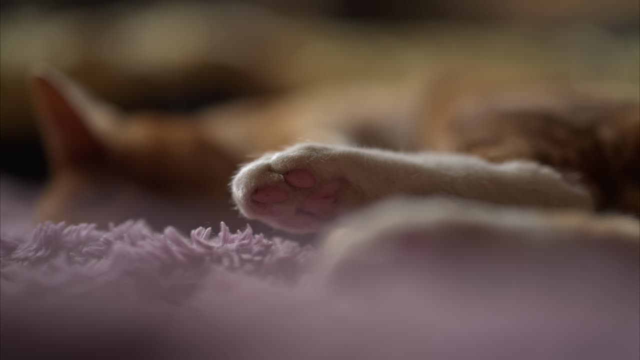 Un delicato primo piano della zampa di un gatto addormentato che riposa su una superficie soffice. La profondità di campo ridotta e i toni caldi creano un'atmosfera calma e accogliente.