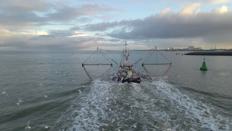 Bandada-De-Gaviotas-Siguiendo-Un-Barco-Camaronero-Holandés-Saliendo-Al-Mar,-Antena