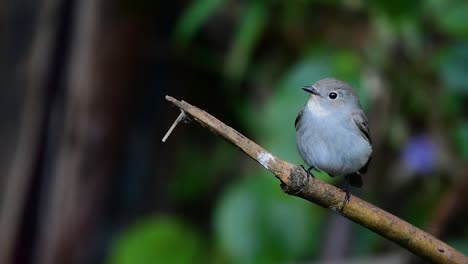 taiga flycatcher, female,