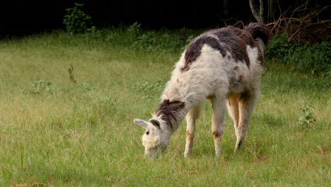 llama grazes on grass in a pasture then raises its head while chewing on grass