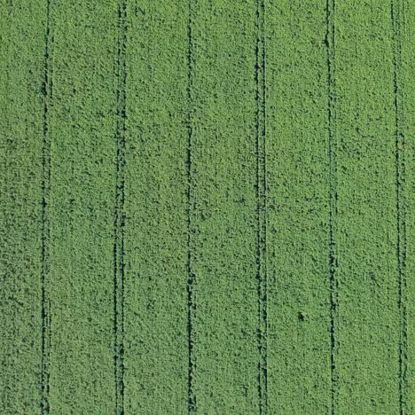 vista aérea de un campo verde