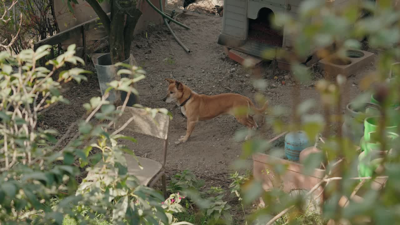 조용한 시골 야외 마당에서 주변을 관찰하는 갈색 개