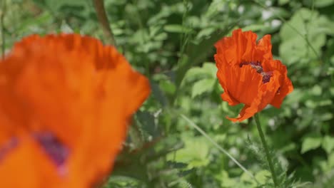 Abeja-Aterrizando-En-Una-Amapola-Que-Ya-Alberga-Otras-Abejas,-Cámara-Lenta