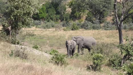 african savanna elephant cow with its calf on a sunny day at kruger national park in south africa