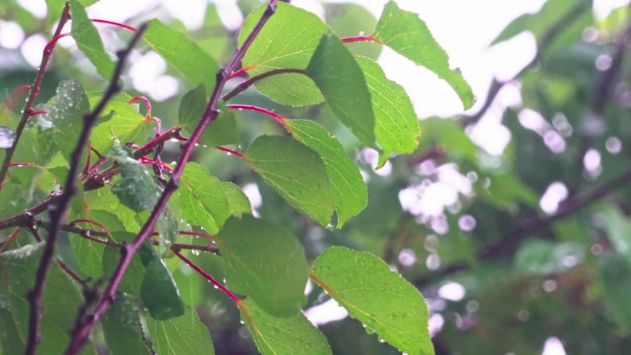 Rain drops on green leaves in a natural setting during daytime