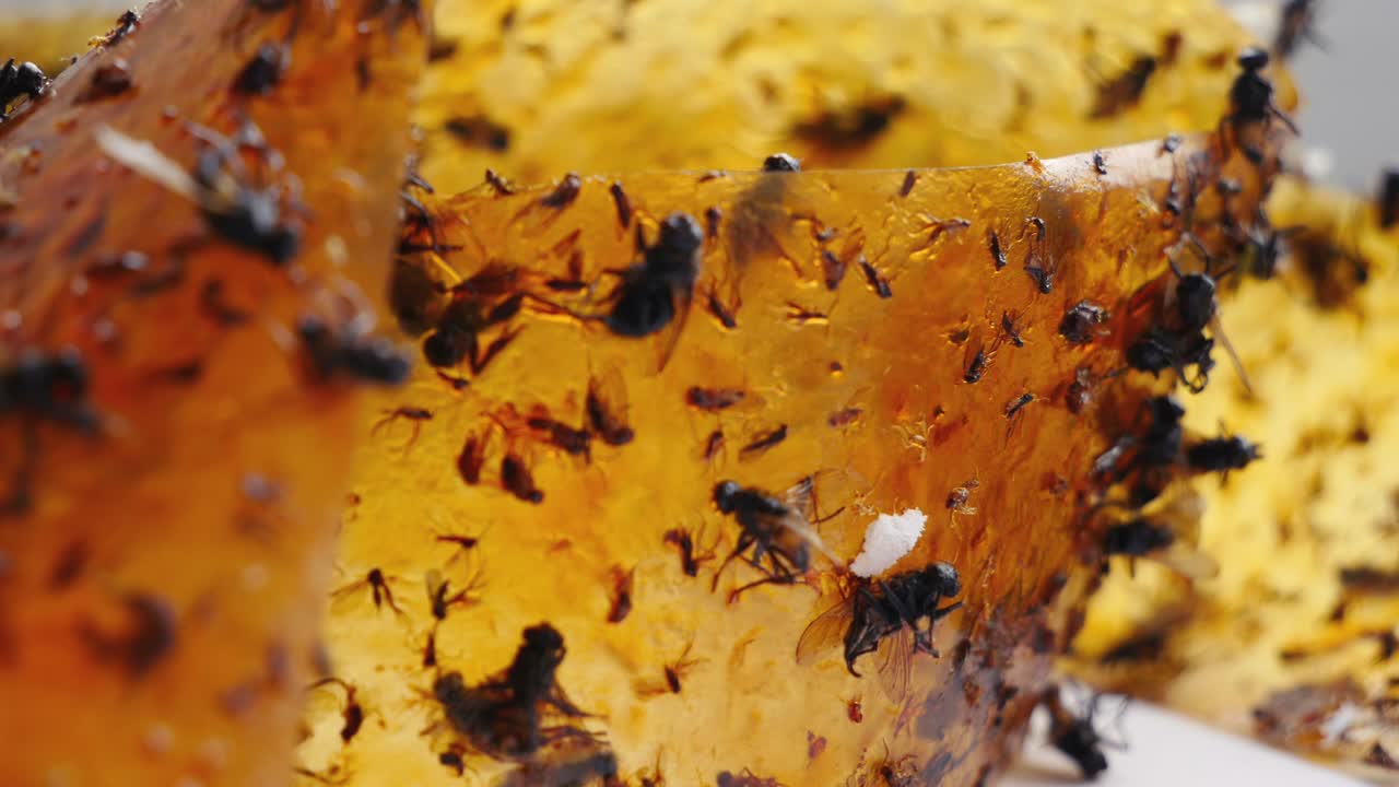 Problema alimentario mundial debido a la destrucción de insectos polinizadores voladores. Disminución del rendimiento de los cultivos por envenenamiento con pesticidas de insectos beneficiosos. Miles de moscas muertas.