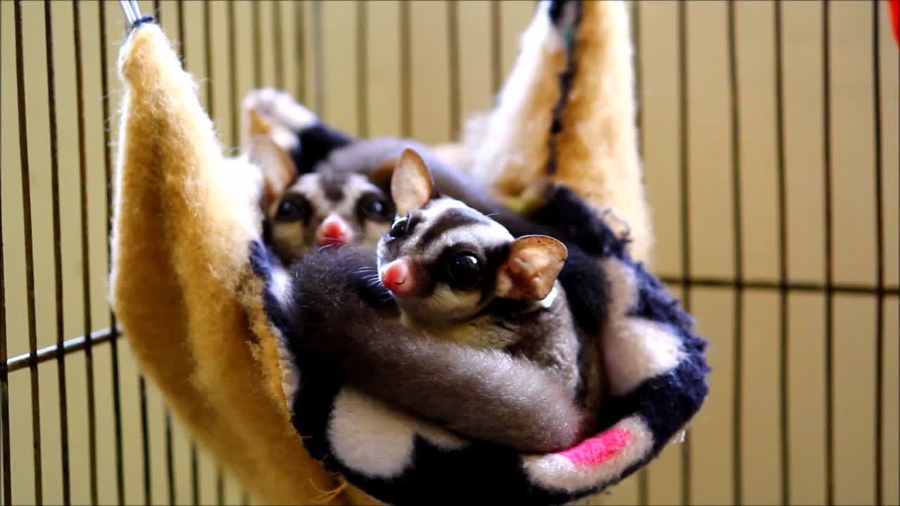 Steady video shot of sugar gliders or sugar bears in their sleeping pouch inside a cage