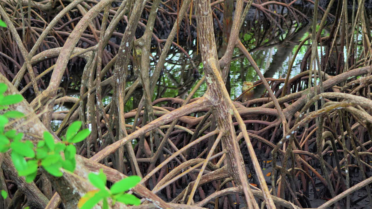 Slow motion revealing shot of mangrove forest roots with puddles of water