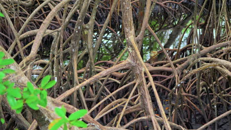 slow motion revealing shot of mangrove forest roots with puddles of water