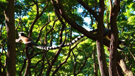 lemurs in a forest