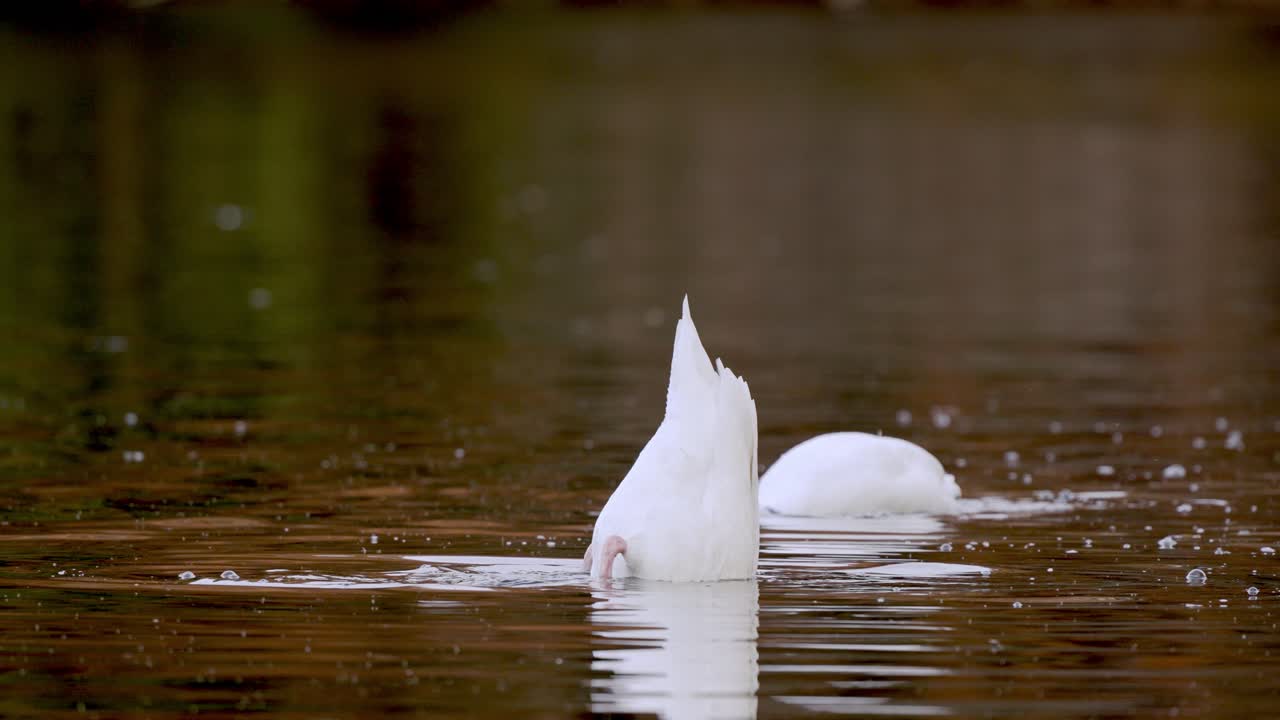 cisne de cuello negro buceando bajo el agua cazando peces en el estanque, disparo en cámara lenta