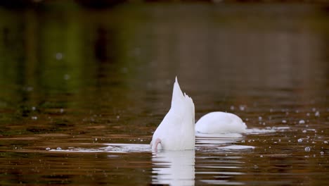 cisne de cuello negro buceando bajo el agua cazando peces en el estanque, disparo en cámara lenta