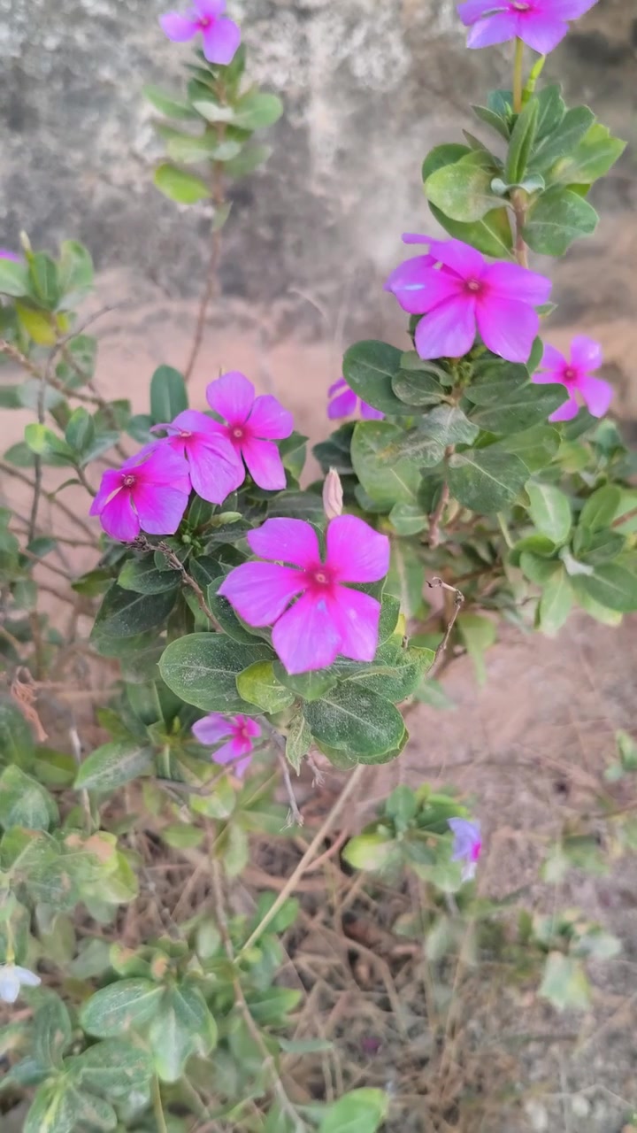Vibrant Pink Periwinkle Flowers Blooming in a Garden